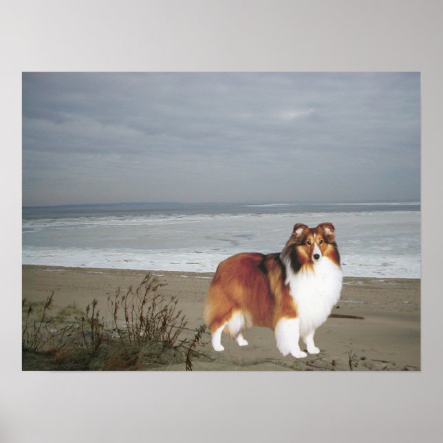 Sheltie On The Beach Print (Front)
