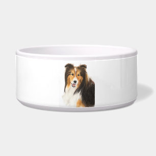 Sheltie or Shetland Sheepdog Painting