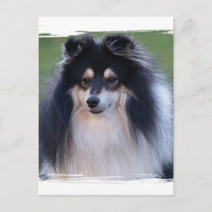 Sheltie Photo Postcard