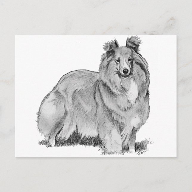 Sheltie Postcard (Front)