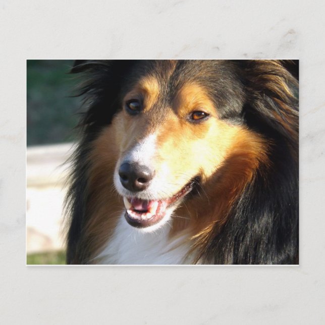 Sheltie Postcard (Front)