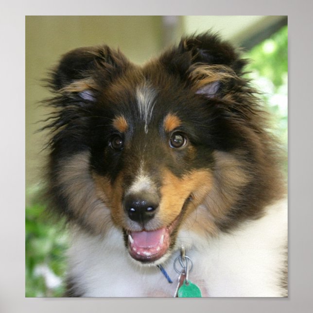 Sheltie Poster (Front)