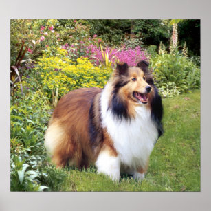 Sheltie Art Wall Decor Zazzle Co Uk