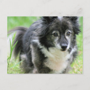 Sheltie Puppy Dog Postcard