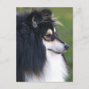 Sheltie Puppy Postcard