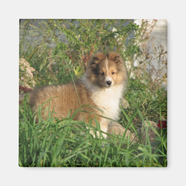 Sheltie puppy standing in grass and flowers magnet (Front)