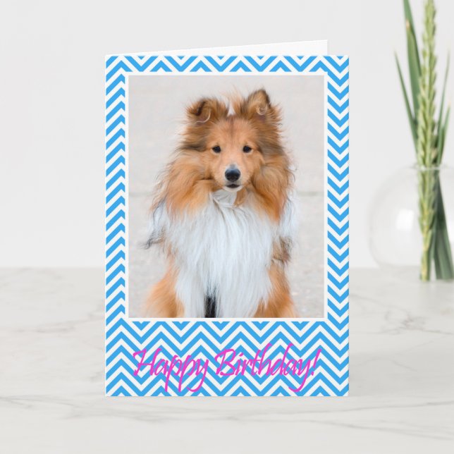 Sheltie Shetland Sheepdog Happy Birthday Card Blue (Front)