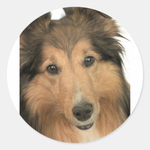 Sheltie Stickers