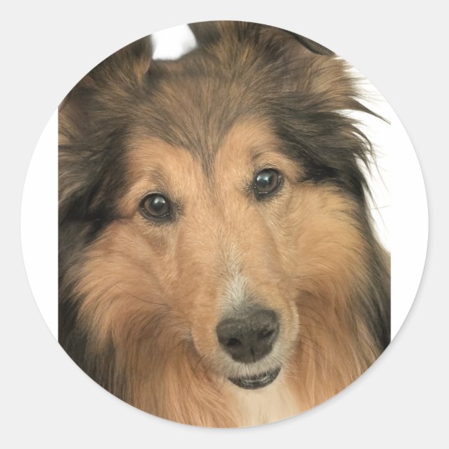 Sheltie Stickers (Front)
