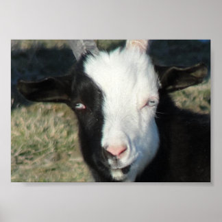 Shelton Goat Farm Poster