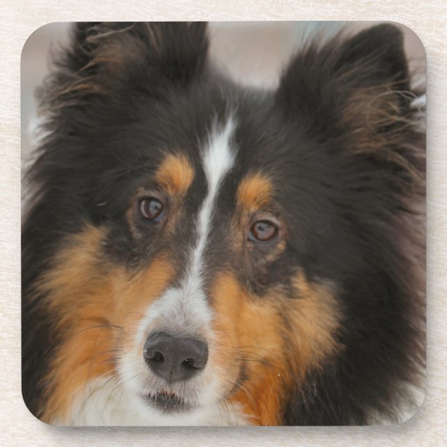 Shelty Coaster (Front)