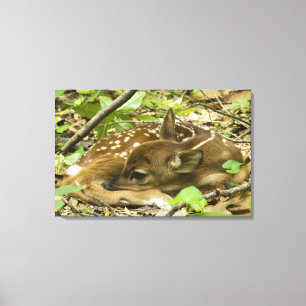 Shenandoah NP, Virginia, USA Canvas Print