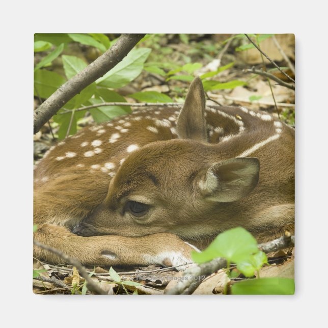 Shenandoah NP, Virginia, USA Magnet (Front)