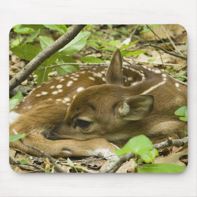 Shenandoah NP, Virginia, USA Mouse Mat (Front)