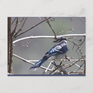 Shenandoah Valley Birds: Blue Jay/Cardinal/Sparrow Postcard