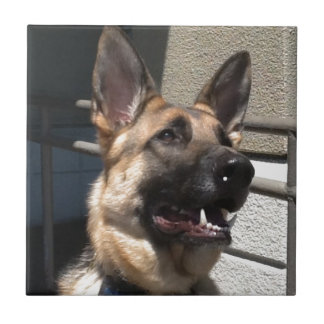 Shep Tile