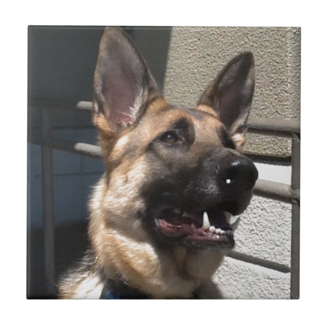 Shep Tile (Front)