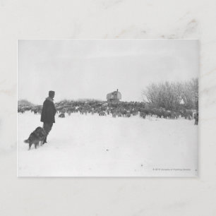 Shepherd and dog at sheep camp postcard