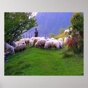 Shepherd and His Sheep Poster