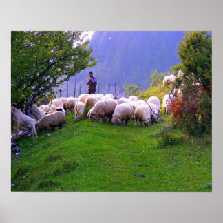Shepherd and His Sheep Poster