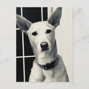Shepherd Mix Dog Photo Post Card