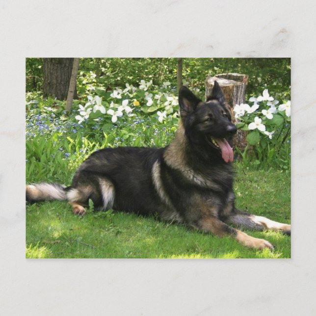 Shepherd Postcard (Front)