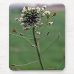 Shepherd's Purse Mouse Mat