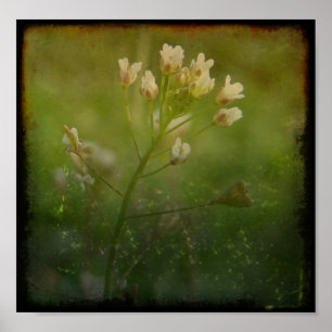 Shepherd's Purse Poster