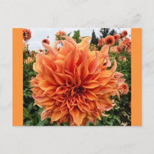 Sherwood's Peach Dahlia Postcard