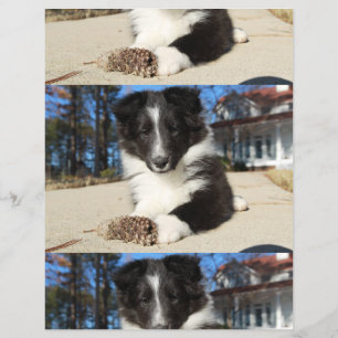 shet shp black and white puppy flyer