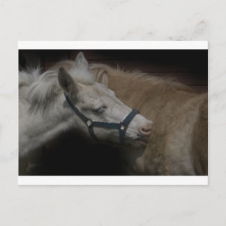 SHETLAND FRIENDS 04 POSTCARD