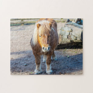 Shetland Pony Jigsaw puzzle