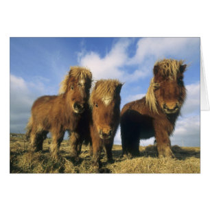 Shetland Pony, mainland Shetland Islands,