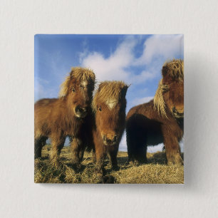 Shetland Pony, mainland Shetland Islands, 15 Cm Square Badge
