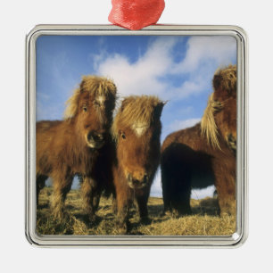 Shetland Pony, mainland Shetland Islands, Metal Tree Decoration