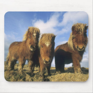 Shetland Pony, mainland Shetland Islands, Mouse Mat