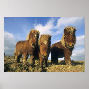 Shetland Pony, mainland Shetland Islands, Poster