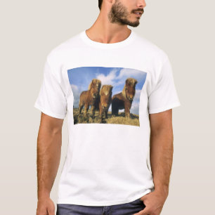 Shetland Pony, mainland Shetland Islands, T-Shirt