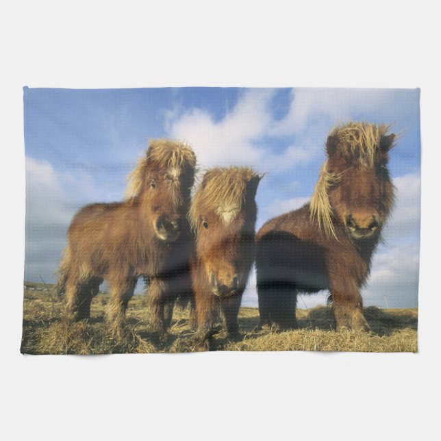 Shetland Pony, mainland Shetland Islands, Tea Towel (Horizontal)