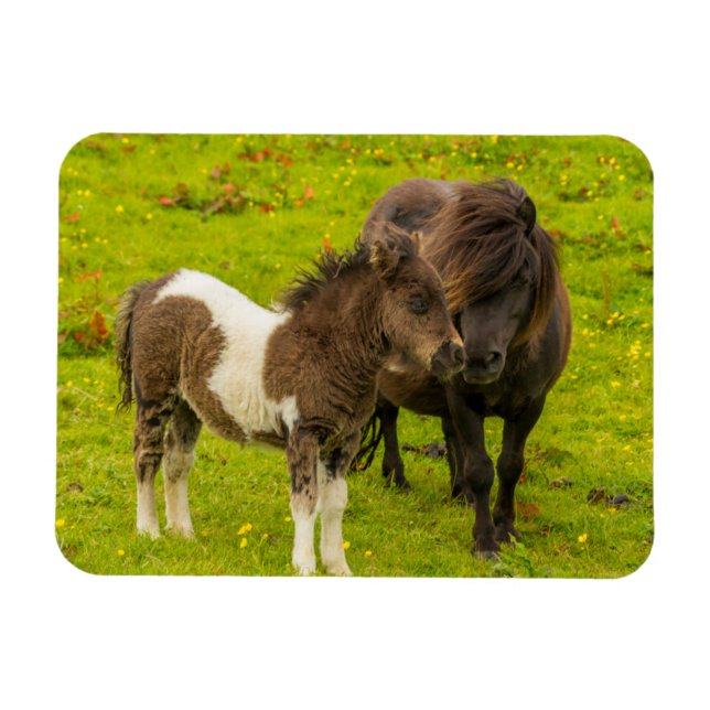 Shetland Pony Mother and Offspring Magnet (Horizontal)