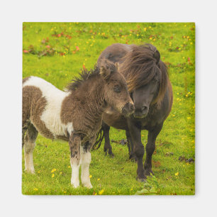 Shetland Pony Mother and Offspring Magnet