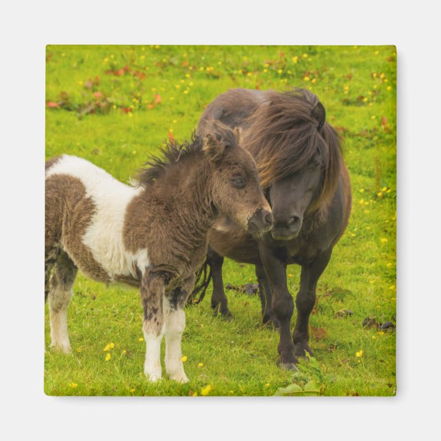 Shetland Pony Mother and Offspring Magnet (Front)