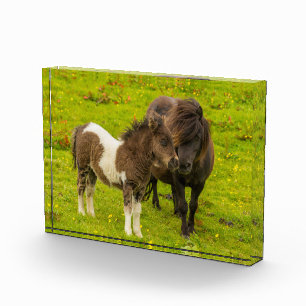Shetland Pony Mother and Offspring Photo Block