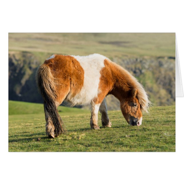 Shetland Pony On Pasture Near High Cliffs (Front Horizontal)
