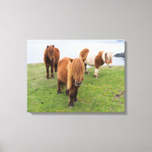 Shetland Pony on Pasture Near High Cliffs Canvas Print
