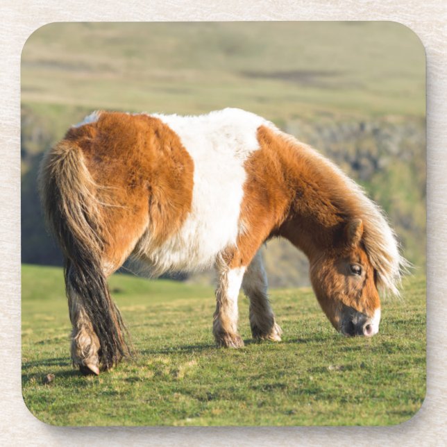 Shetland Pony On Pasture Near High Cliffs Coaster (Front)