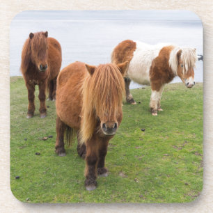Shetland Pony on Pasture Near High Cliffs Coaster