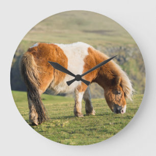 Shetland Pony On Pasture Near High Cliffs Large Clock