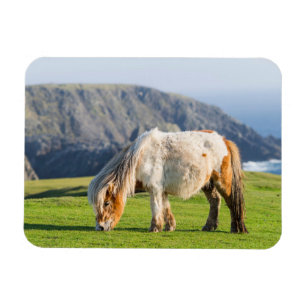 Shetland Pony on Pasture Near High Cliffs Magnet