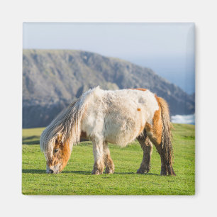 Shetland Pony on Pasture Near High Cliffs Magnet